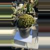 plant/Euphorbia submammillaris 6” pot cluster-0-thumbnail