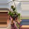 plant/Curly Sue 5”-0-thumbnail
