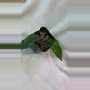 plant/165 Hoya Globulosa-0-thumbnail