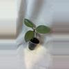 plant/93 Hoya Silver Dollar-0-thumbnail