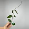 plant/183 Paizaie-0-thumbnail