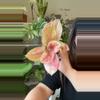 plant/Aglaonema emerald pink-0-thumbnail