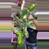 plant/philodendron billitae 0366 variegated X Florida Beaty-0-thumbnail