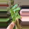 plant/cercestis mirabilis no 2-0-thumbnail