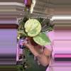 plant/1384 Scindapsus marble-0-thumbnail