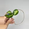 plant/181 Verticillata Inner Variegated HeartLeaf Splash-0-thumbnail
