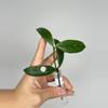 plant/185 Lobbii Black-0-thumbnail