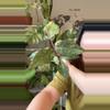 plant/Philo orange princess-0-thumbnail
