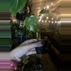 plant/monstera electrolyte baby-1-thumbnail