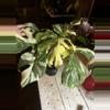 plant/monstera crème brûlée mom-0-thumbnail