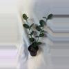 plant/333 Hoya Australis-0-thumbnail