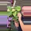 plant/0286 Syngonium orm thom-0-thumbnail