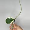 plant/186 Sp. Easo Daklak Forest-0-thumbnail