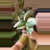 plant/Scindapsus moonlight albo no 3-0-thumbnail