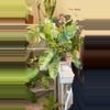 plant/Epi gigatum marble-0-thumbnail