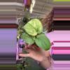 plant/1383 Scindapsus marble-0-thumbnail