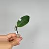plant/175 Kultida 02 WRX44-02 (Mindorensis Red Star Seed x Elliptica)-0-thumbnail