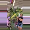 plant/philodendron Florida beauty x mayoii 0070-0-thumbnail