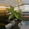 plant/philodendron giganteum variegated bursting thru the pot-0-thumbnail