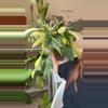 plant/philodendron Florida beauty-0-thumbnail