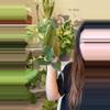 plant/philodendron Mican mint var-0-thumbnail