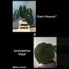 plant/Set of 2! Anthurium “Dark Phoenix” x kunayalense “PM3”-0-thumbnail