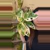 plant/Monstera Adansonii albo no 2-0-thumbnail