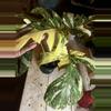 plant/monstera crème brûlée mom-1-thumbnail