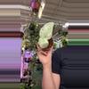 plant/Scindapsus marble 0403-0-thumbnail