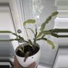 plant/variegated Christmas cactus 2 section cutting-0-thumbnail