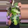 plant/1886 monstera lava-0-thumbnail