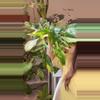 plant/philodendron Florida beauty no 2-0-thumbnail