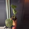 plant/thai con DWTS-0-thumbnail