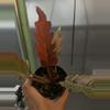 plant/5763 caramel marble-1-thumbnail