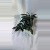 plant/153 Hoya Kentianna-0-thumbnail