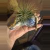 plant/Air Plant holder seashell handmade decoupage-0-thumbnail