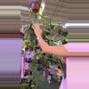 plant/Hoya globulosa 0462-0-thumbnail