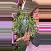plant/Rhipsalis GC-0-thumbnail