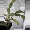 plant/variegated Christmas cactus 2 section cutting-1-thumbnail