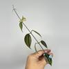 plant/184 Paizaie-0-thumbnail
