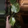 plant/monstera electrolyte baby-0-thumbnail