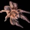 plant/Phormictopus Monte Cristi 1”-0-thumbnail