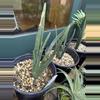 plant/Aloe susanae-0-thumbnail