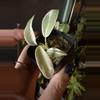 plant/philodendron spiritus sancti albo marg-0-thumbnail