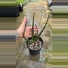 plant/Aloe Hercules F3 ‘Baracuda Jaws’-0-thumbnail