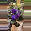 plant/African violet-0-thumbnail