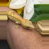 plant/66% axanthic yellow base dal spots 6/11/25 5g-0-thumbnail