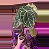 plant/Anth Dark Crystal large-0-thumbnail