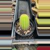 plant/echinopsis 3”-0-thumbnail