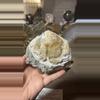 plant/Calcite After Clam from Rucks’ Pit, Florida-0-thumbnail